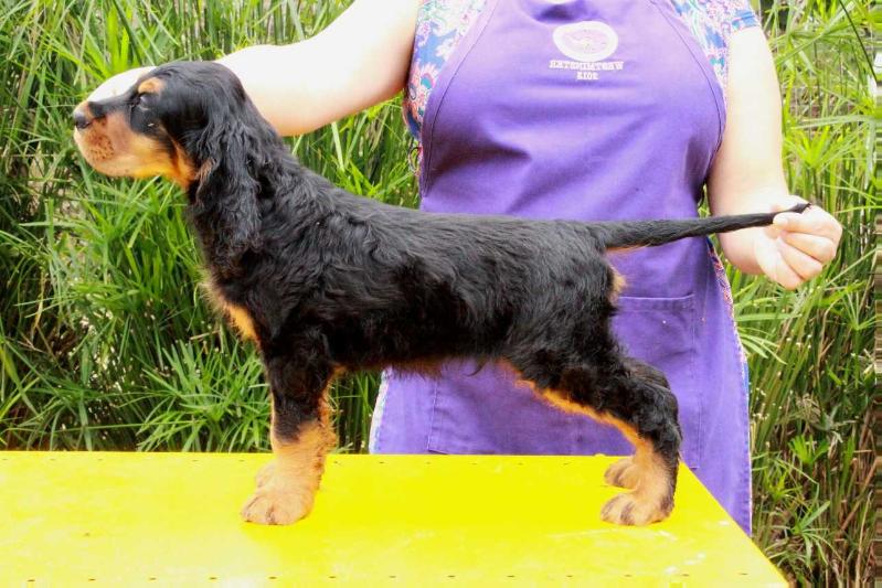 Triaccan Gordon Garret | Gordon Setter 