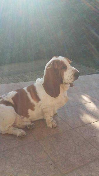 Depardieu of Efendi Team | Basset Hound 