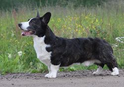 Tiramisu-Lisiura Controversia | Cardigan Welsh Corgi 