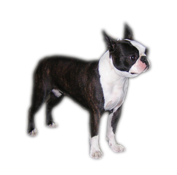 absinthe nitouche des hauts coureurs | Boston Terrier 