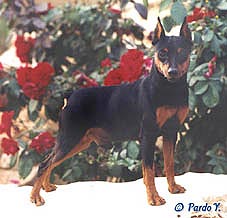 Vlak Me Beit Hamaayan | Miniature Pinscher 