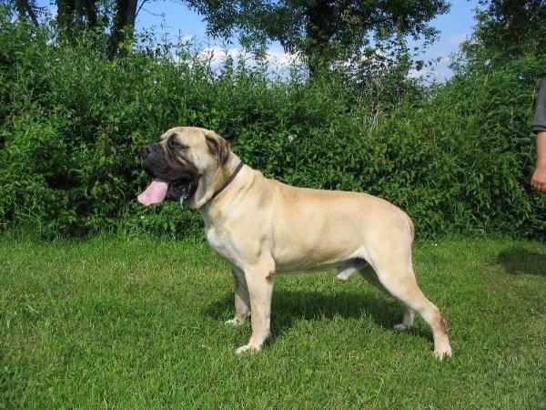 Pi-Et-Ra vlad | Bullmastiff 