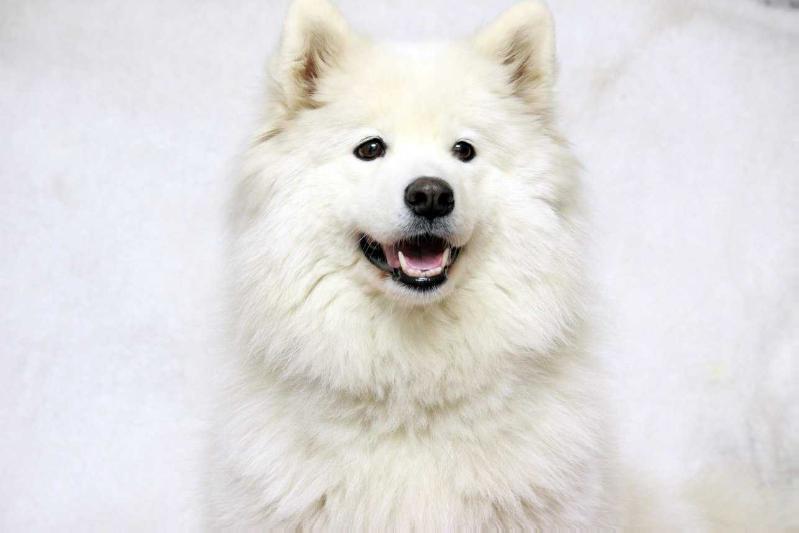 Luria Michelle | Samoyed 