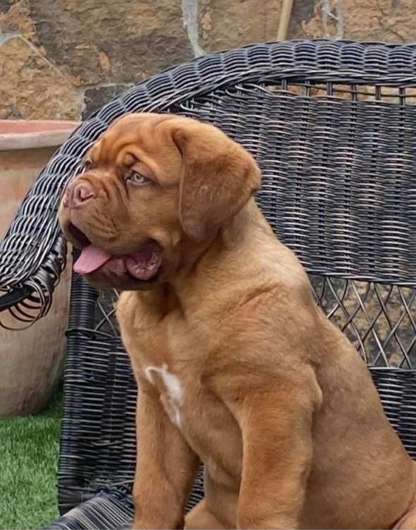 Lucho Gomora | Dogue de Bordeaux 