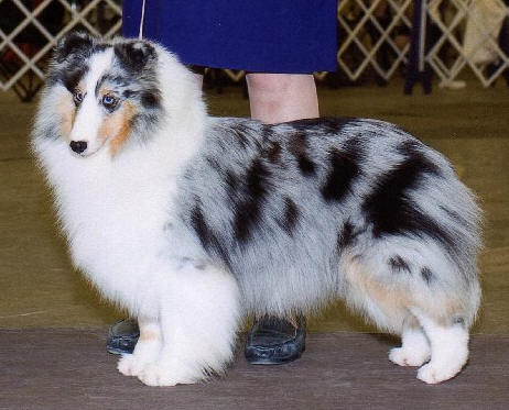 Triumph sapphire | Shetland Sheepdog 