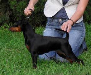 Lara Croft | Miniature Pinscher 
