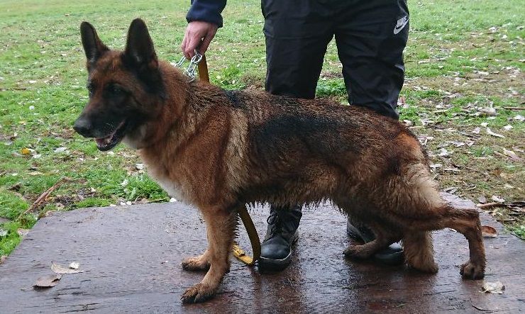 Blanca von der Krieg | German Shepherd Dog 