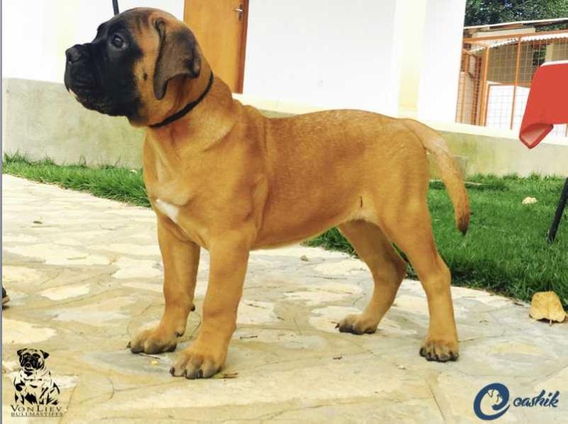 Von Liev 'n Eashik La Mia Africa | Bullmastiff 