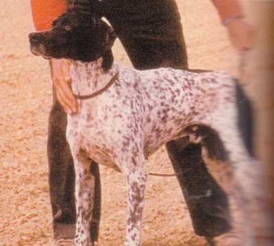 ONYX DE LA LEMBAZ | Pointer 