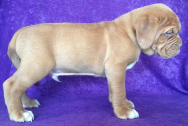 Chienparadis Texas | Dogue de Bordeaux 