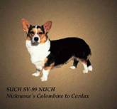 Nickname`s COLOMBINE TO CARDAX | Cardigan Welsh Corgi 