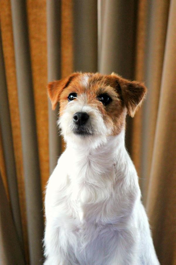 Jonu's JR 2 Late | Jack Russell Terrier 