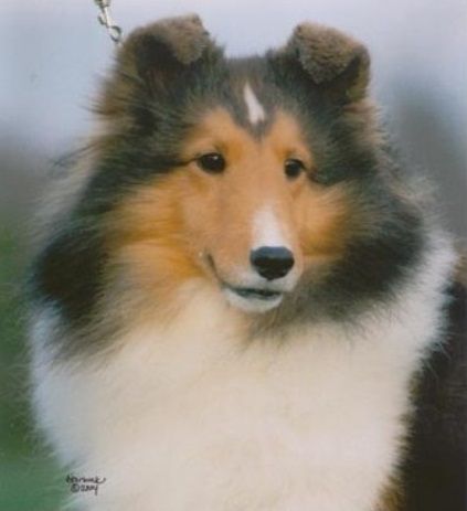 Whiteoak's Card Party | Shetland Sheepdog 