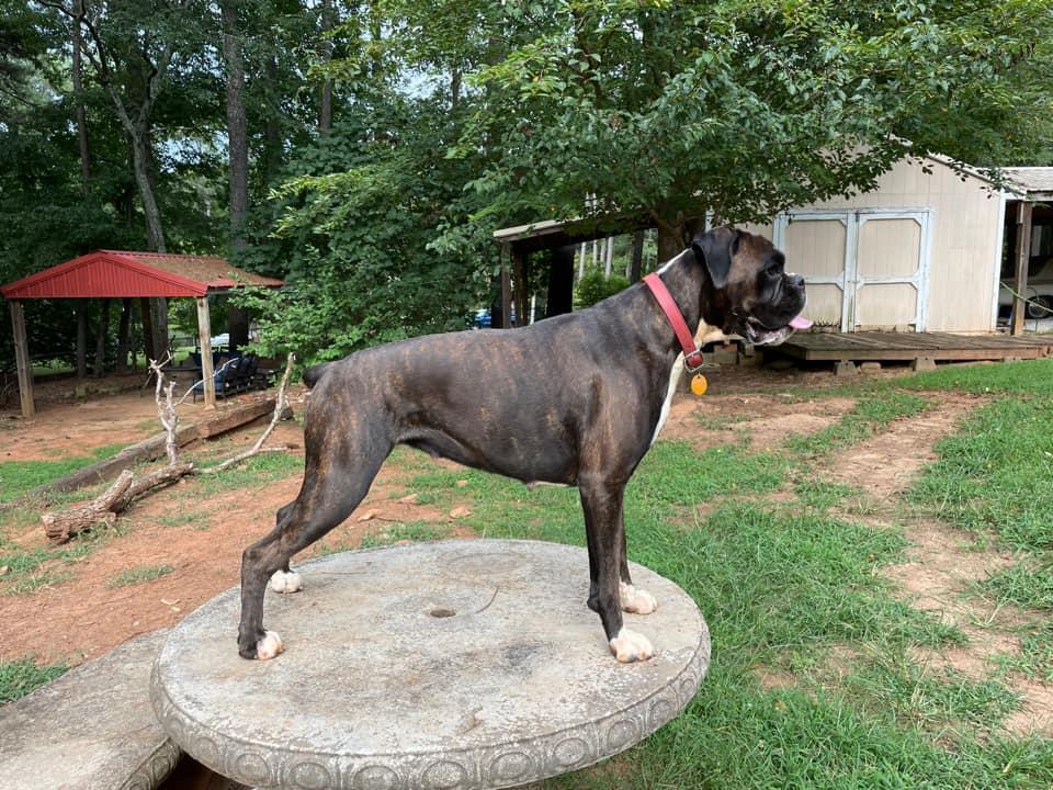 Yennefer Von Euro Dream | Boxer 