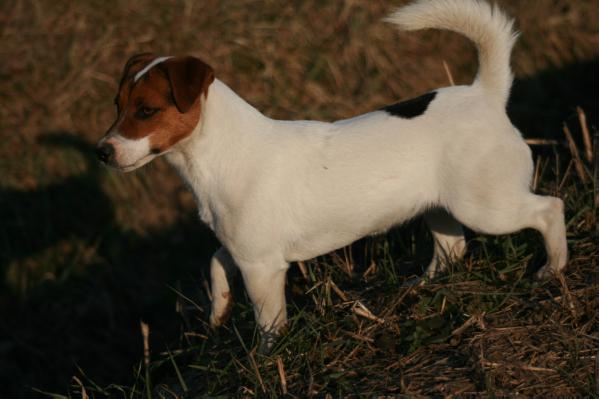 Gitana | Jack Russell Terrier 