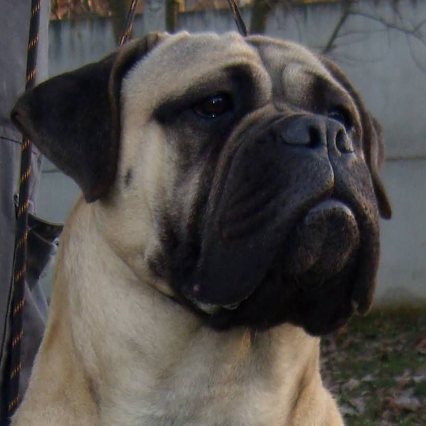 Mara Honey of Lepresto | Bullmastiff 