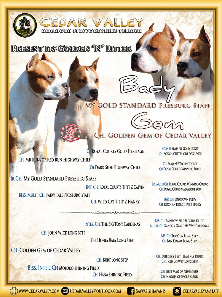 Nelia of Cedar Valley | American Staffordshire Terrier 