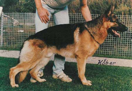 Karo vom Asbacher Land | German Shepherd Dog 