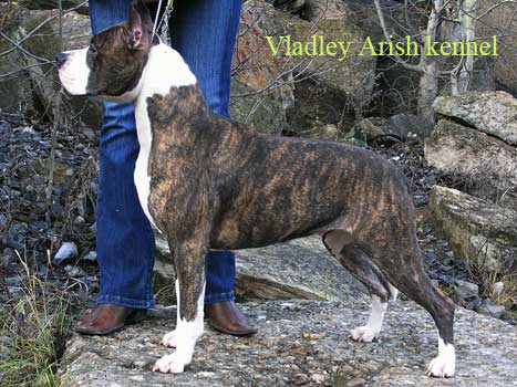 Italia ot Vladley Arish | American Staffordshire Terrier 