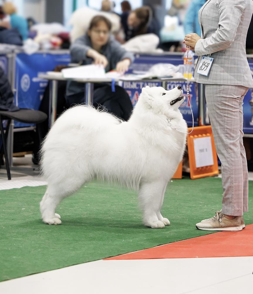 Radost Zhizni Hloe Sevigny | Samoyed 