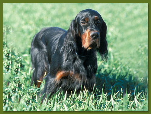 Nemo vom exielberg | Gordon Setter 