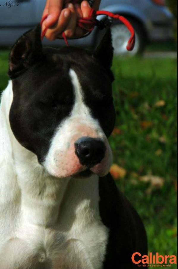 Shadow For Savage Garden | American Staffordshire Terrier 