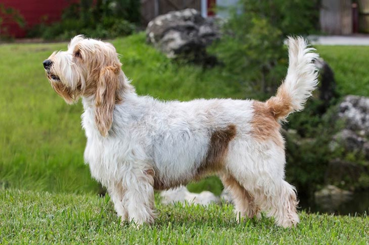 Grand Basset Griffon Vendéen