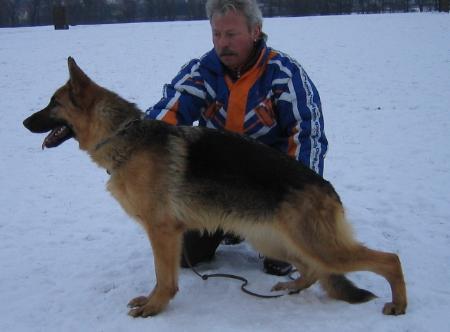 Gustl vom haus Kirschental | German Shepherd Dog 