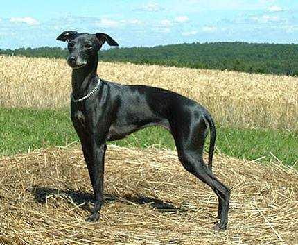 Dark Legend's Iron Lady | Italian Greyhound 