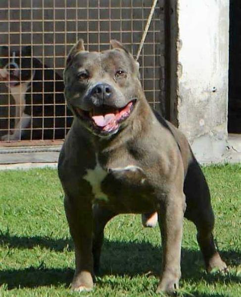 Gualicho del RUCA YAGUA | American Pit Bull Terrier 