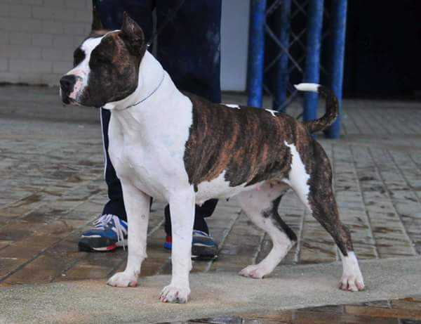 Lady Liberty of Gold Court | American Staffordshire Terrier 