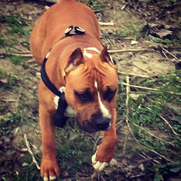 Golden Boy Inferno Staff | American Staffordshire Terrier 