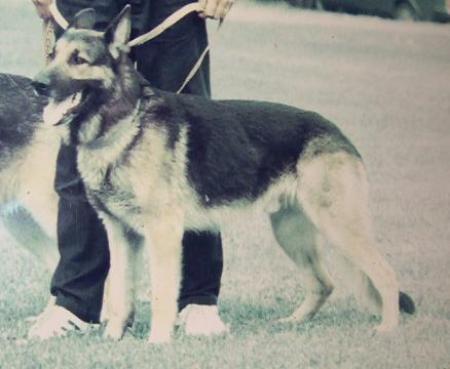 Vachgar | German Shepherd Dog 