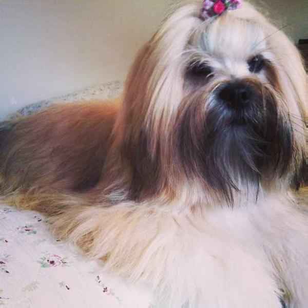 RMoretto Cane Lacey | Lhasa Apso 