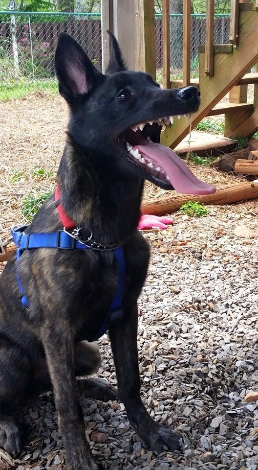 Ambrose Van Patriot | Dutch Shepherd 