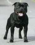 Stormpike Dark Lord | Staffordshire Bull Terrier 