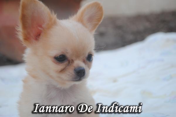 Iannaro De Indicami | Chihuahua 