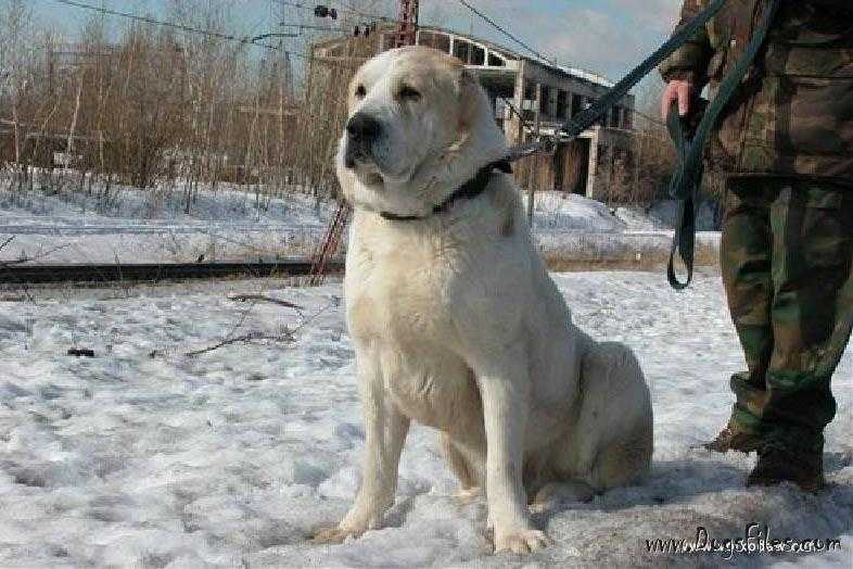 Botsman | Central Asian Shepherd Dog 