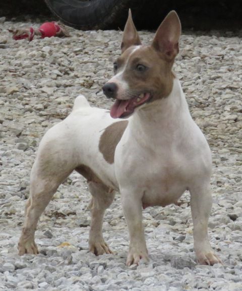 Aspen's Penny Lane | Teddy Roosevelt Terrier 