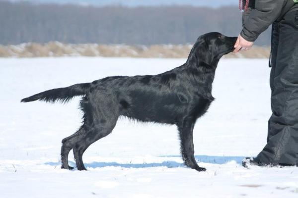 Starworkers Use Your Charm | Flat-Coated Retriever 