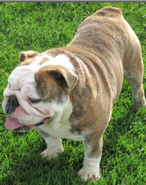 MK's Blueberry Rocketdawg | Olde English Bulldogge 