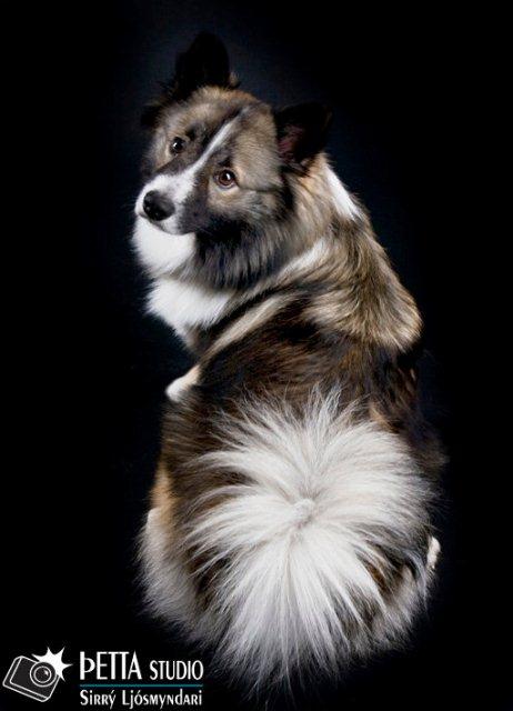 Bjarkarkots Hektor | Icelandic Sheepdog 