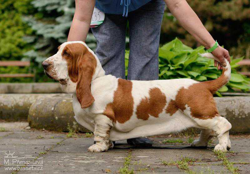 Aprilla ze Srdce Brd | Basset Hound 