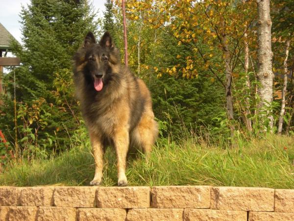 Winjammer's Naughty Spirits | Belgian Tervuren 