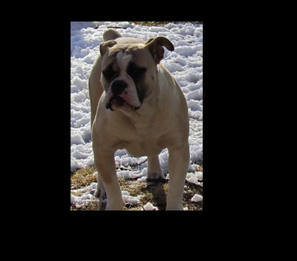 RAGING BULL'S CROSS (of P4P) | Olde English Bulldogge 