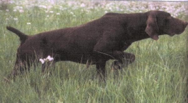 Nathan du Chesne d'Arduina | German Shorthaired Pointer 