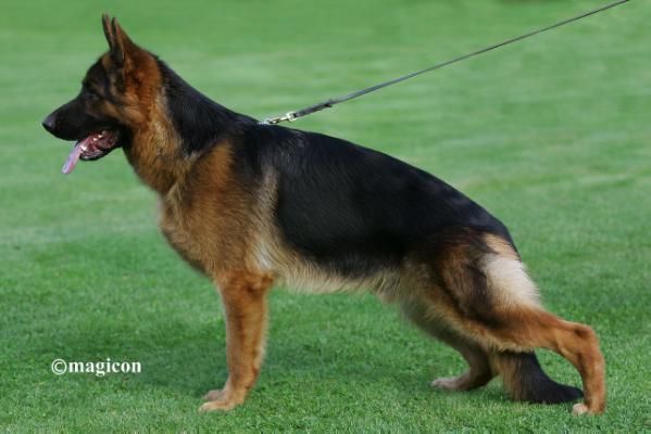 Rais dell'ambra Selvaggia | German Shepherd Dog 