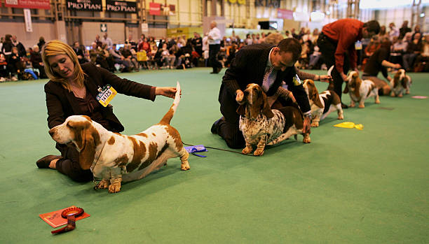 Basset Hound
