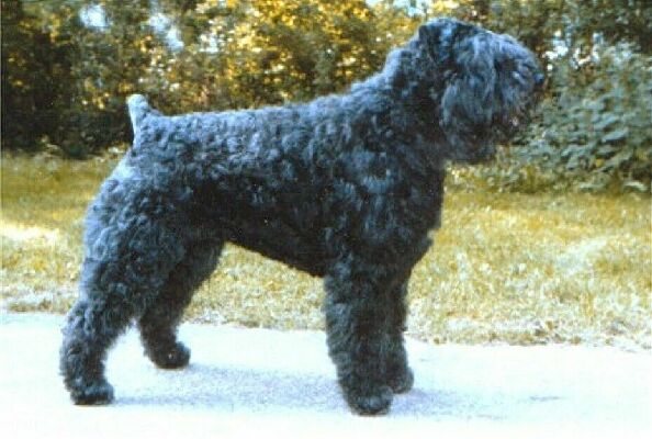 Barry Susanna v.d. Overstort | Bouvier des Flandres 