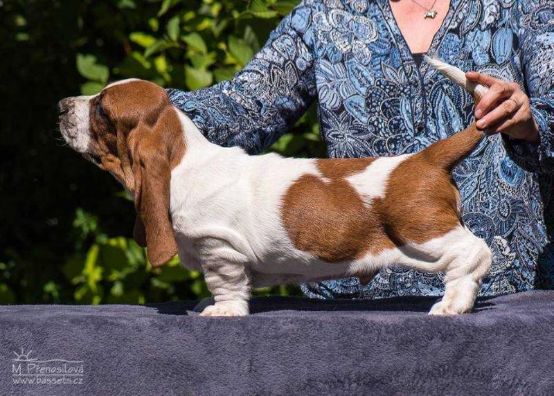 Dante Citadela Bohemia | Basset Hound 